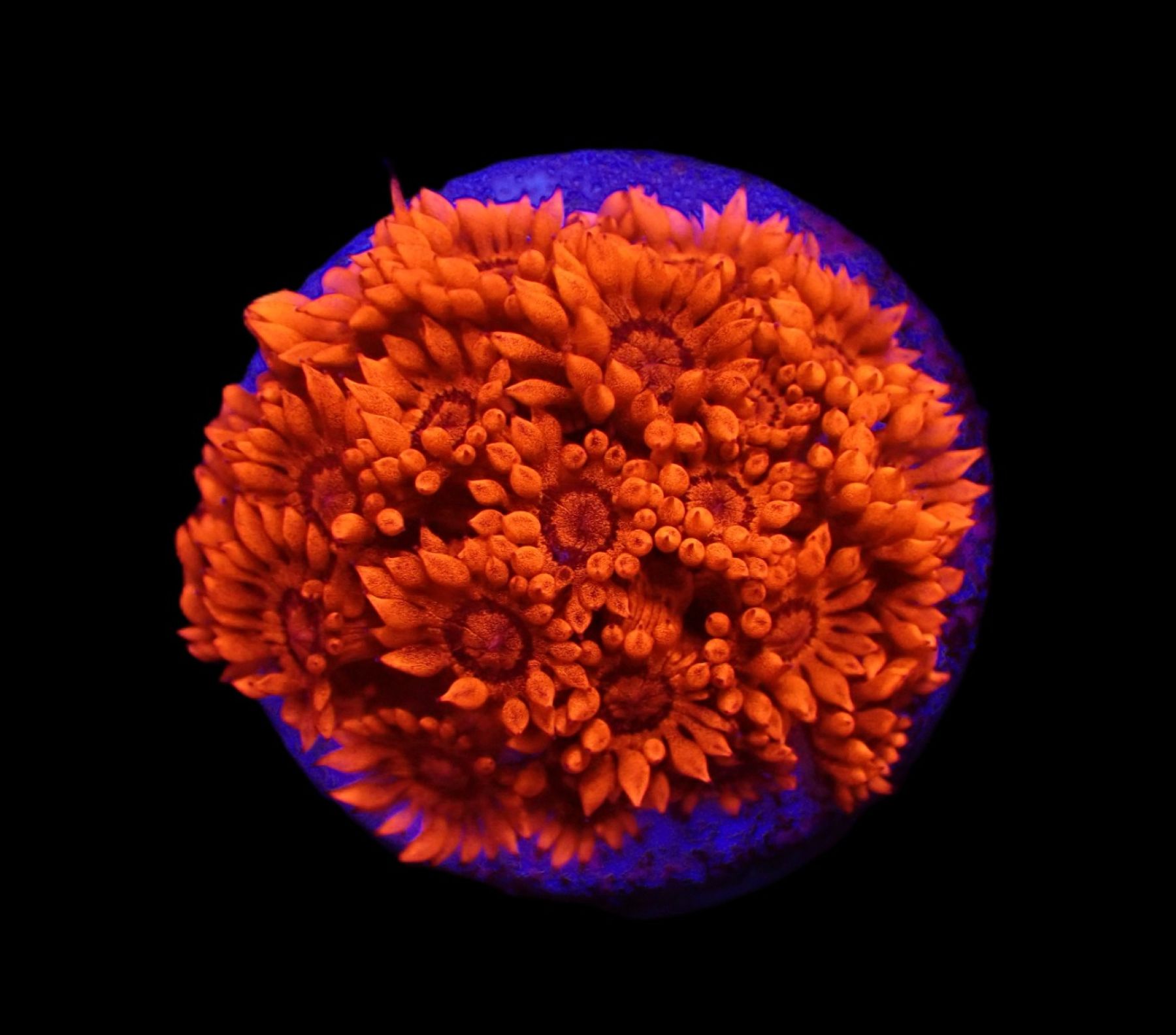 Goniopora spp. (Red) (Ultra) (Ableger)